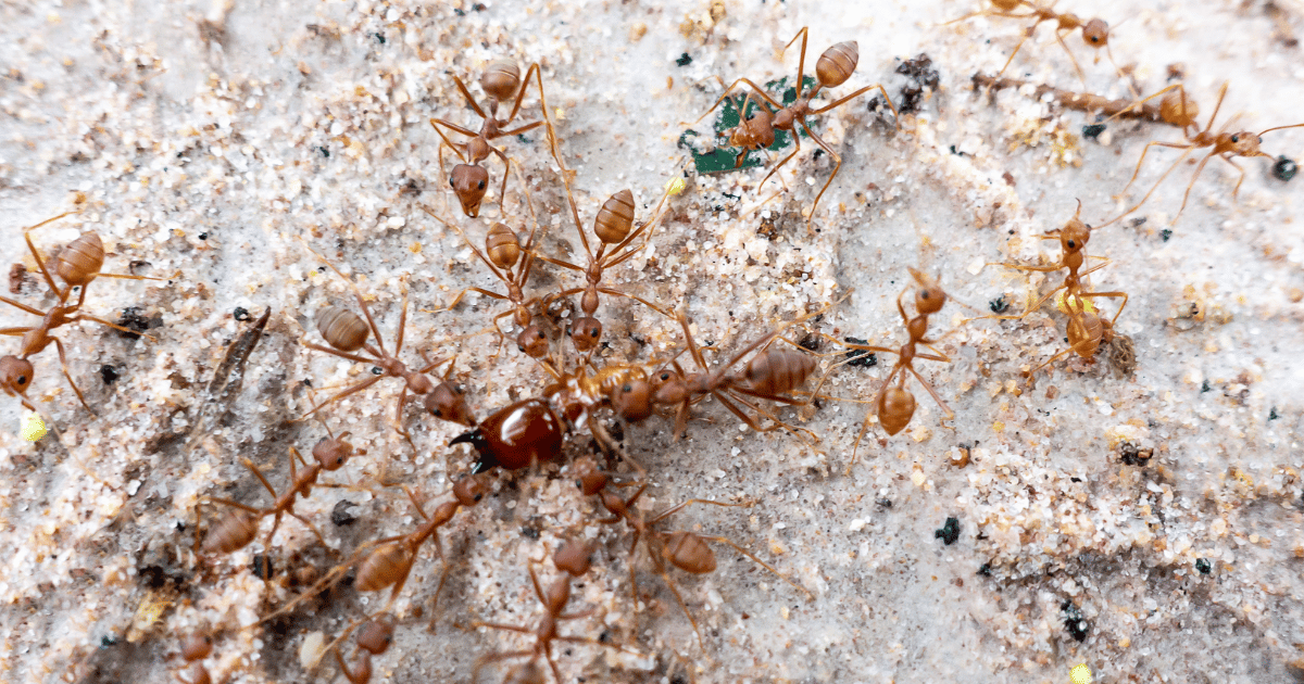 Do Ants Eat Termites?