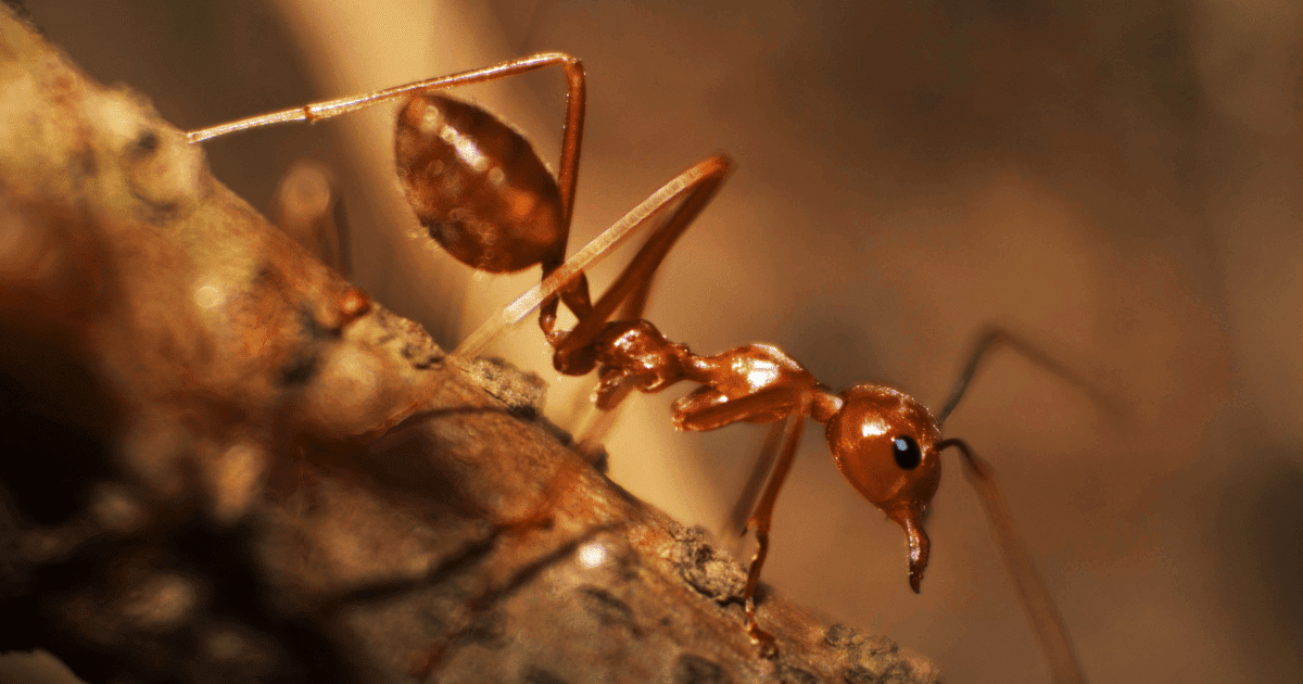 Why Do Ants Come Out at Night? 
