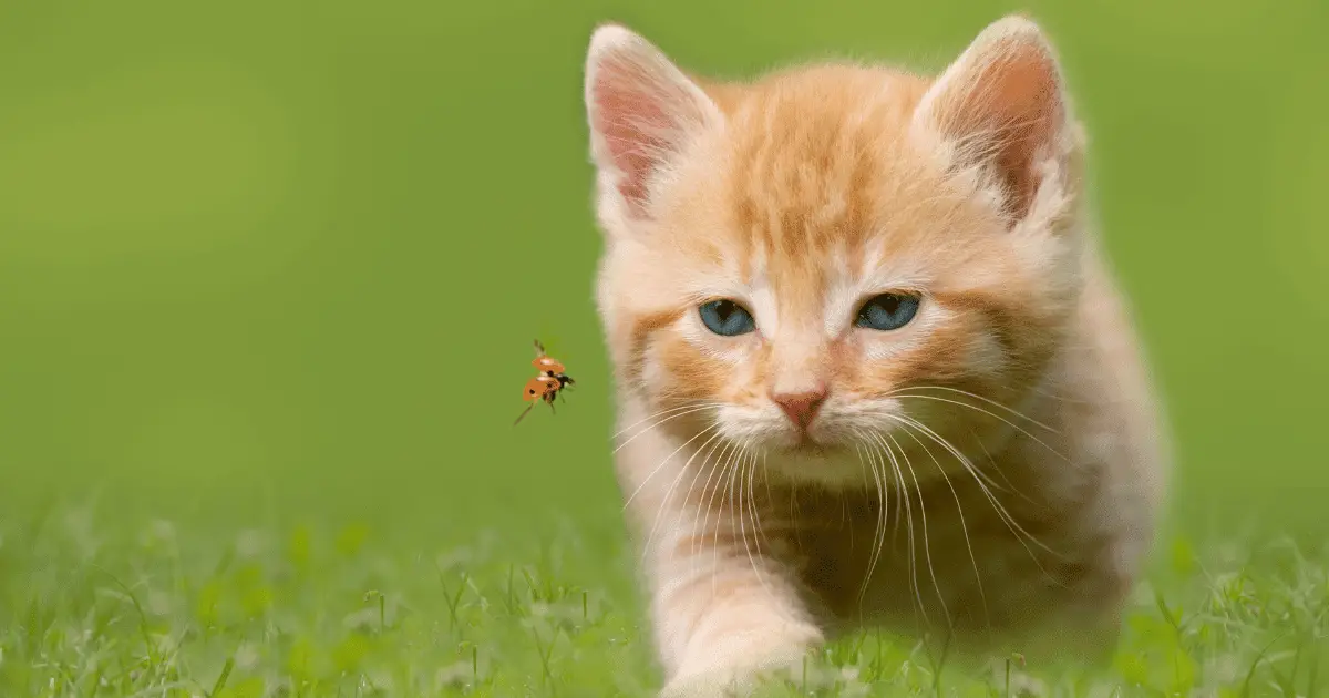 are ladybugs poisonous to cats