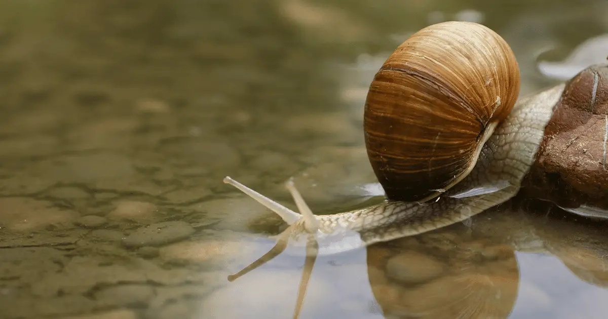 Can snails drown?