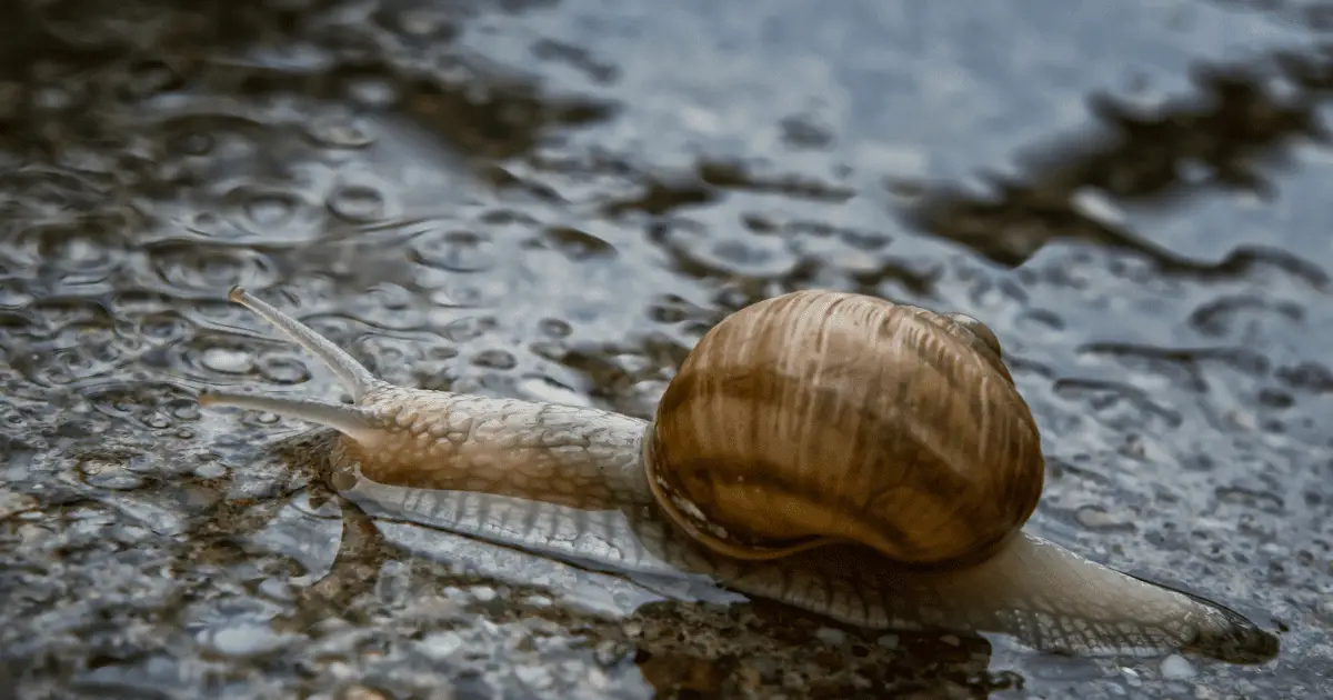 Can snails drown?
