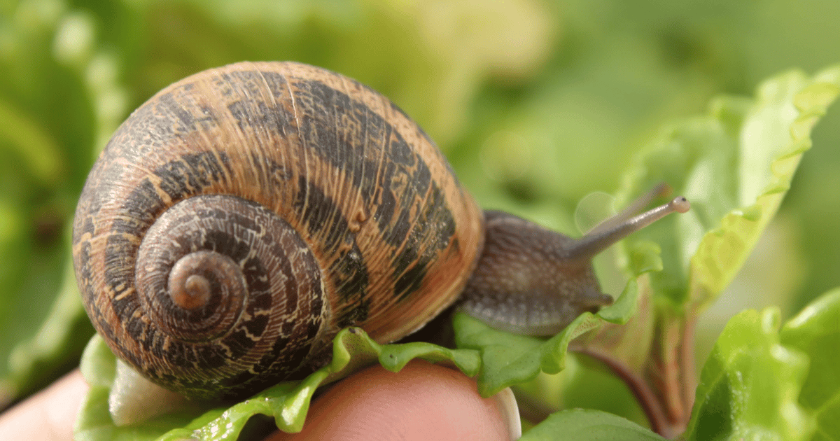 are snails amphibians?