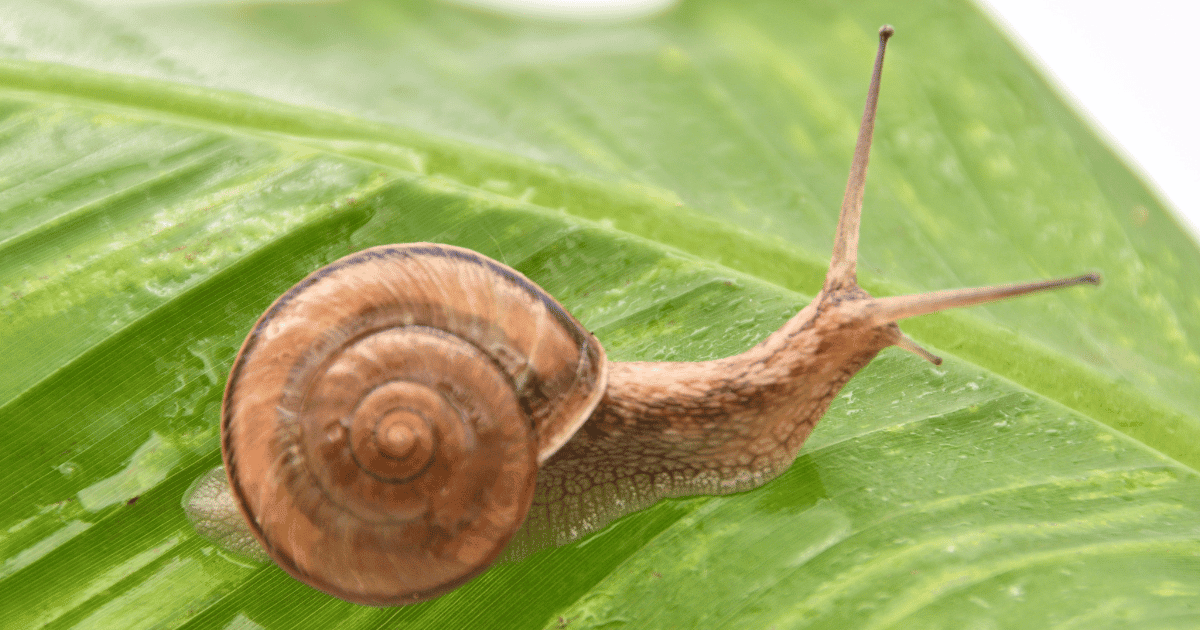 are snails amphibians?