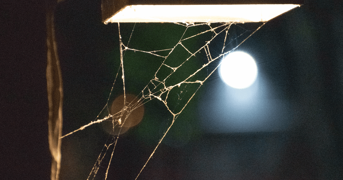 Do Led Lights Attract Spiders?