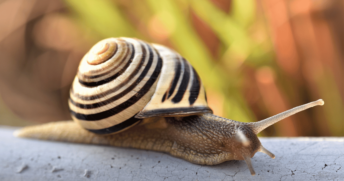 how long do snails sleep