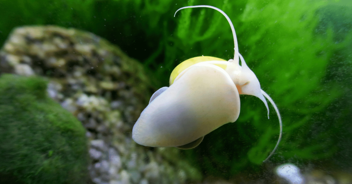how to get rid of bladder snails