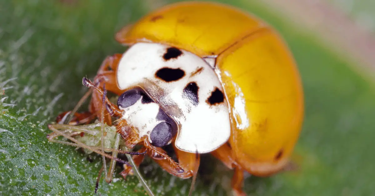 do ladybugs eat ticks?