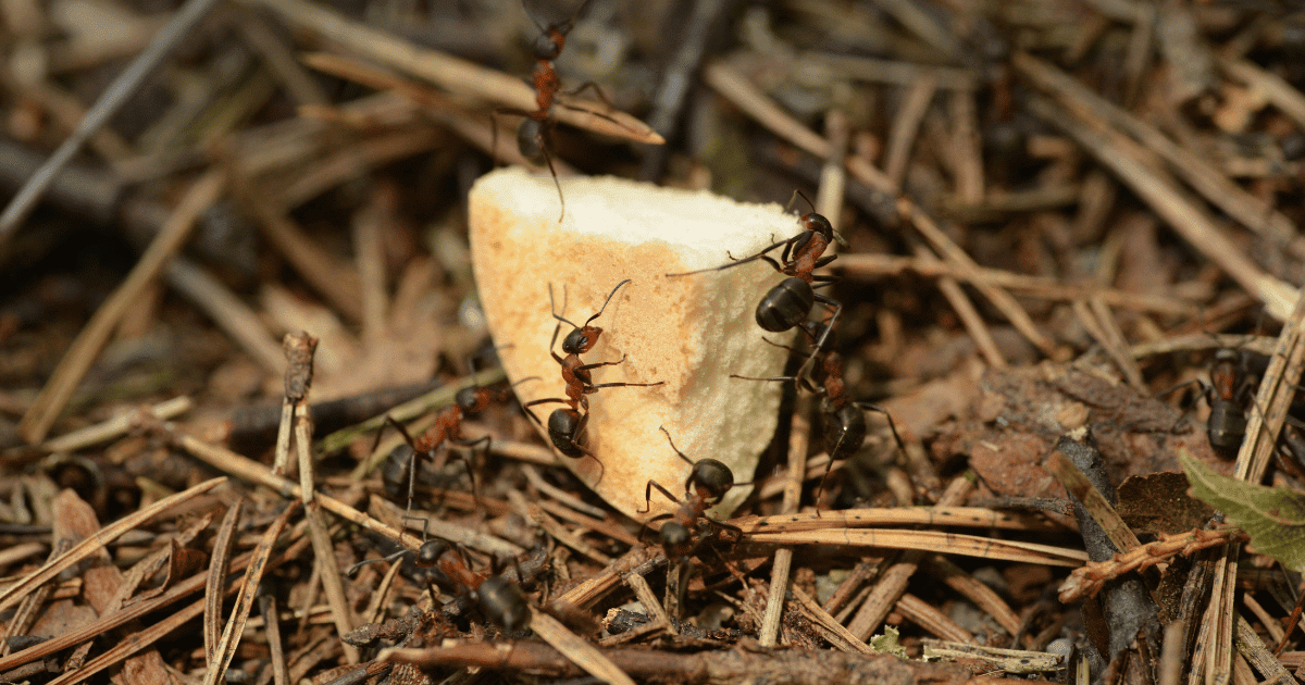 How Long Can an Ant Live Without Food?