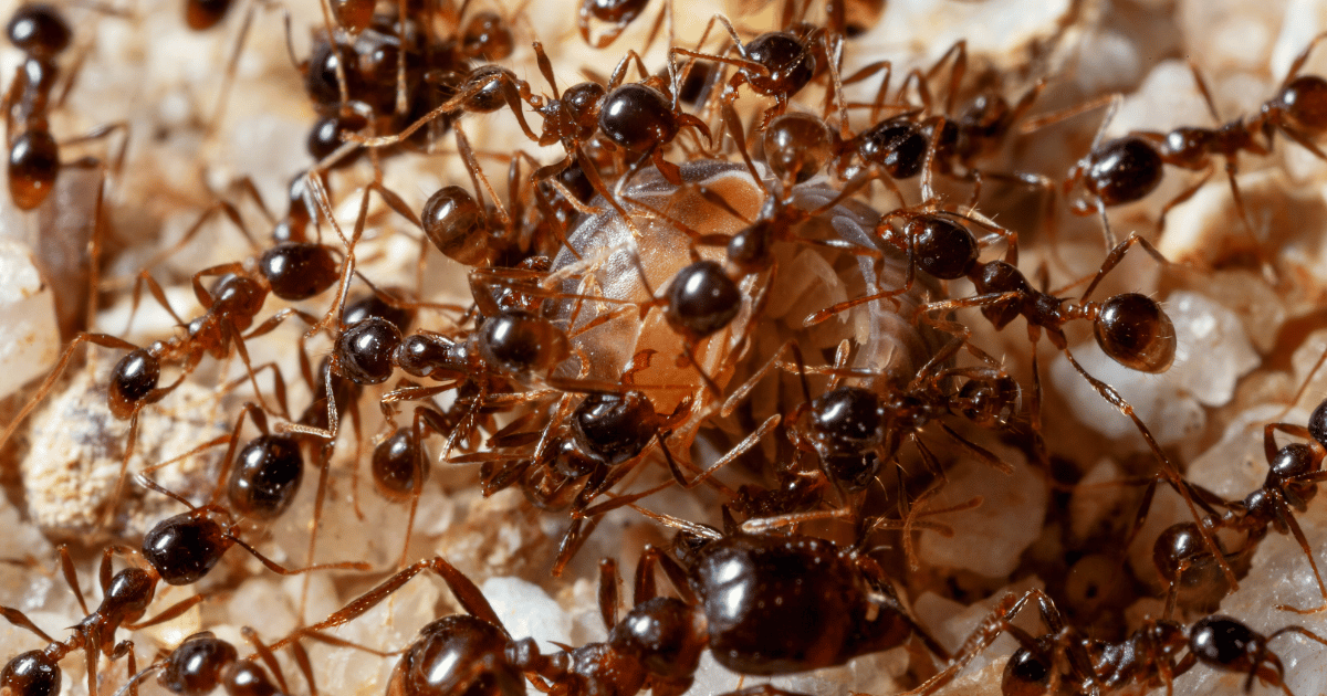How Long Can an Ant Live Without Food?