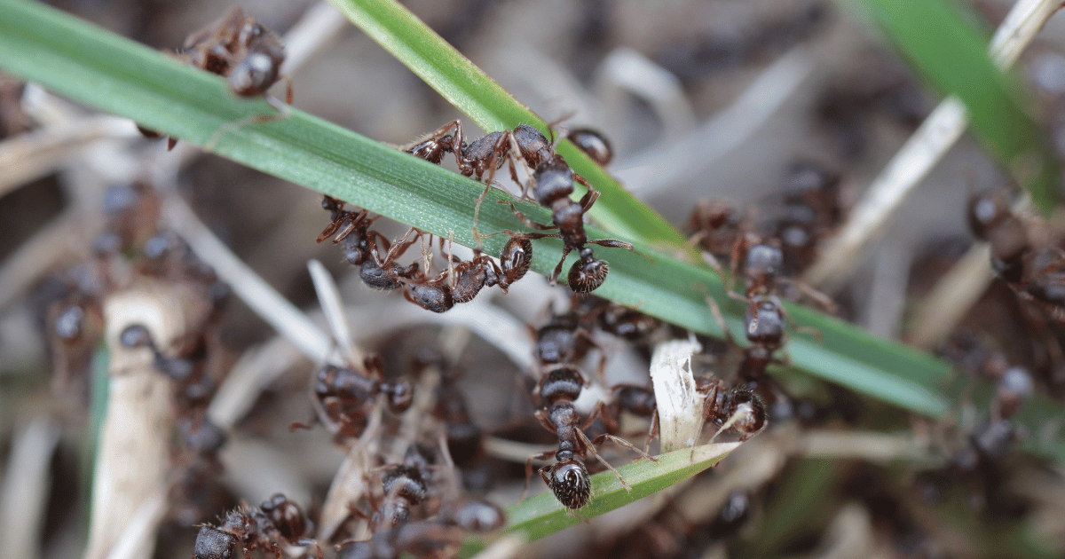 Do Ants Eat Grass?