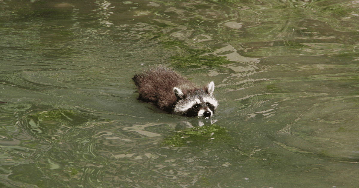 Can a Raccoon Swim?