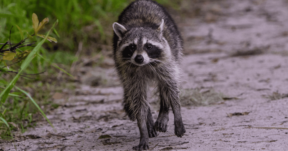 How Fast Are Raccoons?
