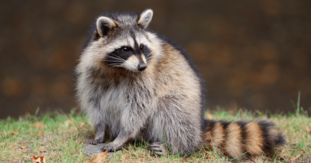 How Fast Are Raccoons?
