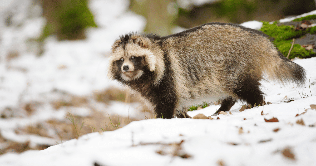 How Far Can a Raccoon Smell?