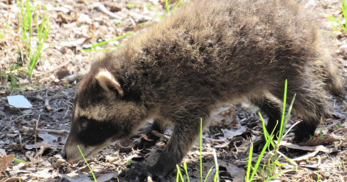 How Far Can a Raccoon Smell?
