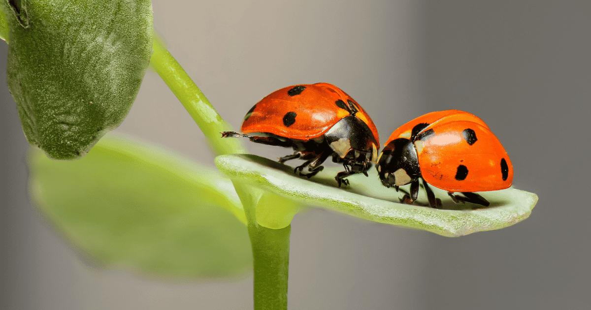 do ladybugs sleep?