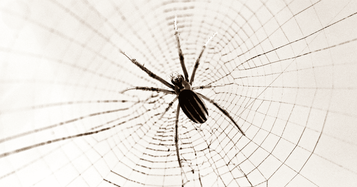 Can spiders feel pain?
