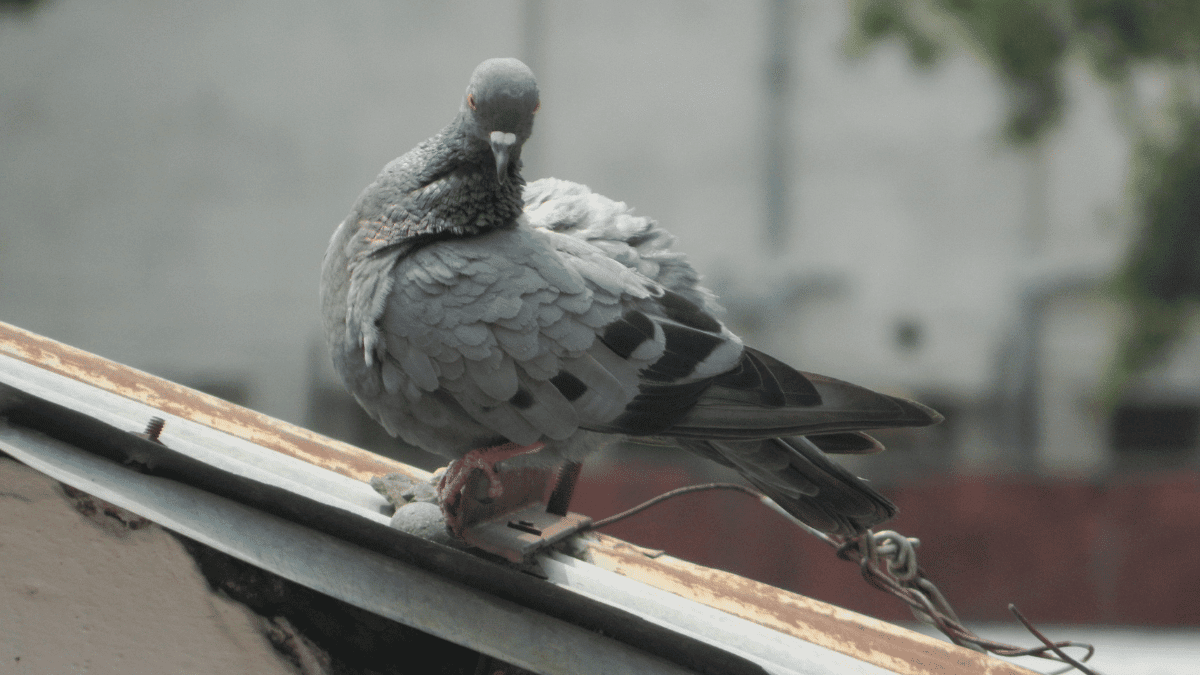 Why Do Pigeons Make Noise When They Fly?