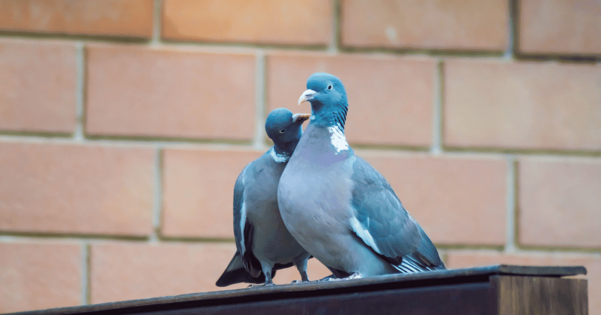 Do Pigeons Coo When Happy?