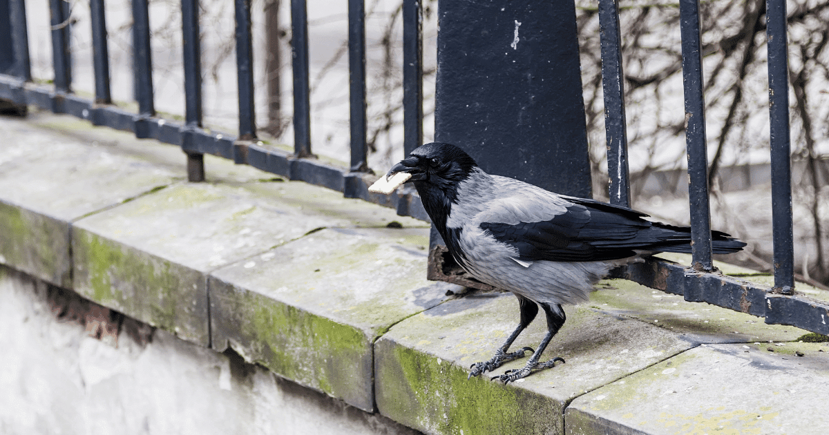 Are Pigeons Smarter than Crows?
