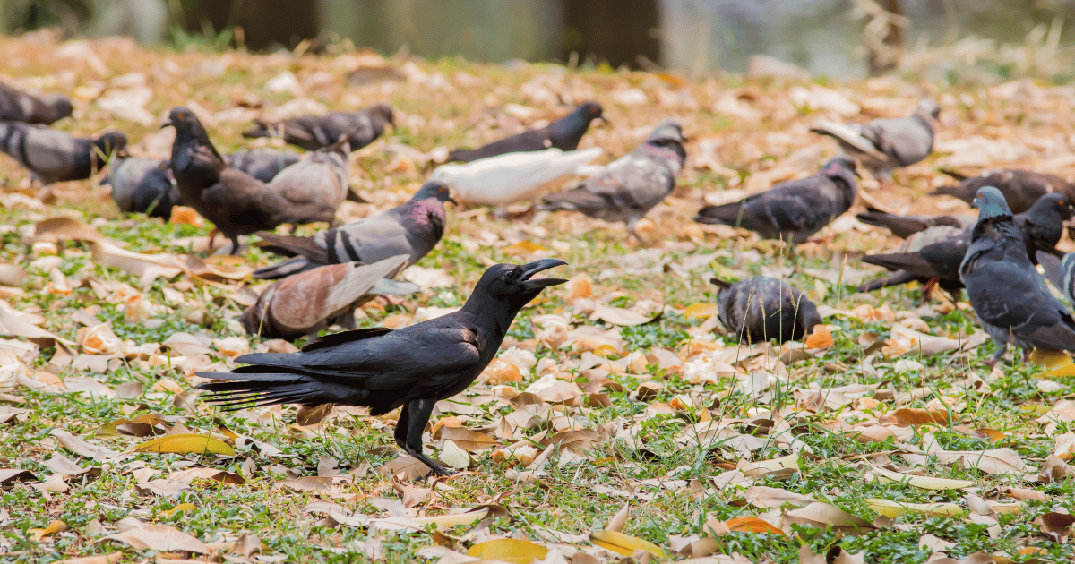 Are Pigeons Smarter than Crows?