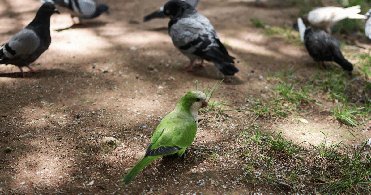 Are pigeons smarter than parrots?