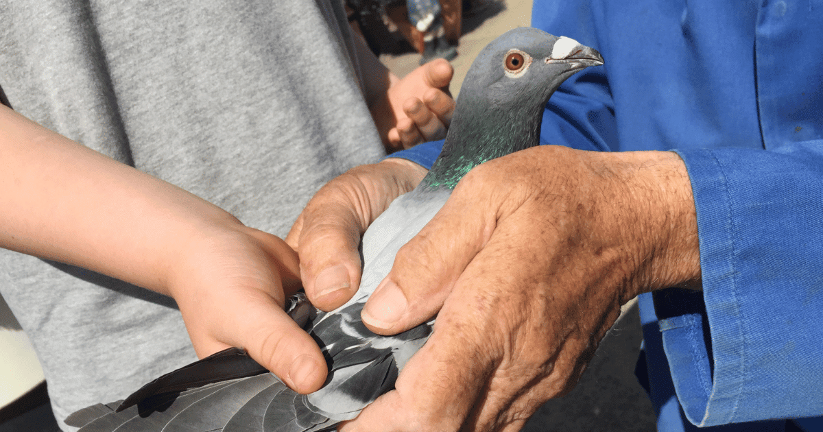 Top 7 Best Racing Pigeons in the World