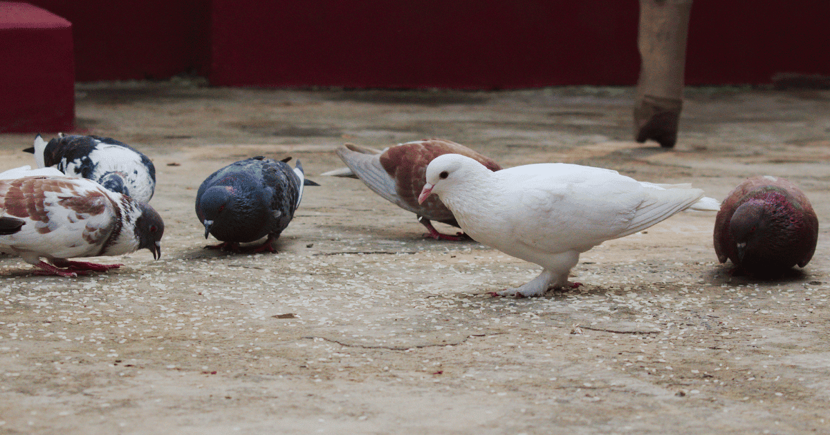 Can Pigeons Eat Oats?