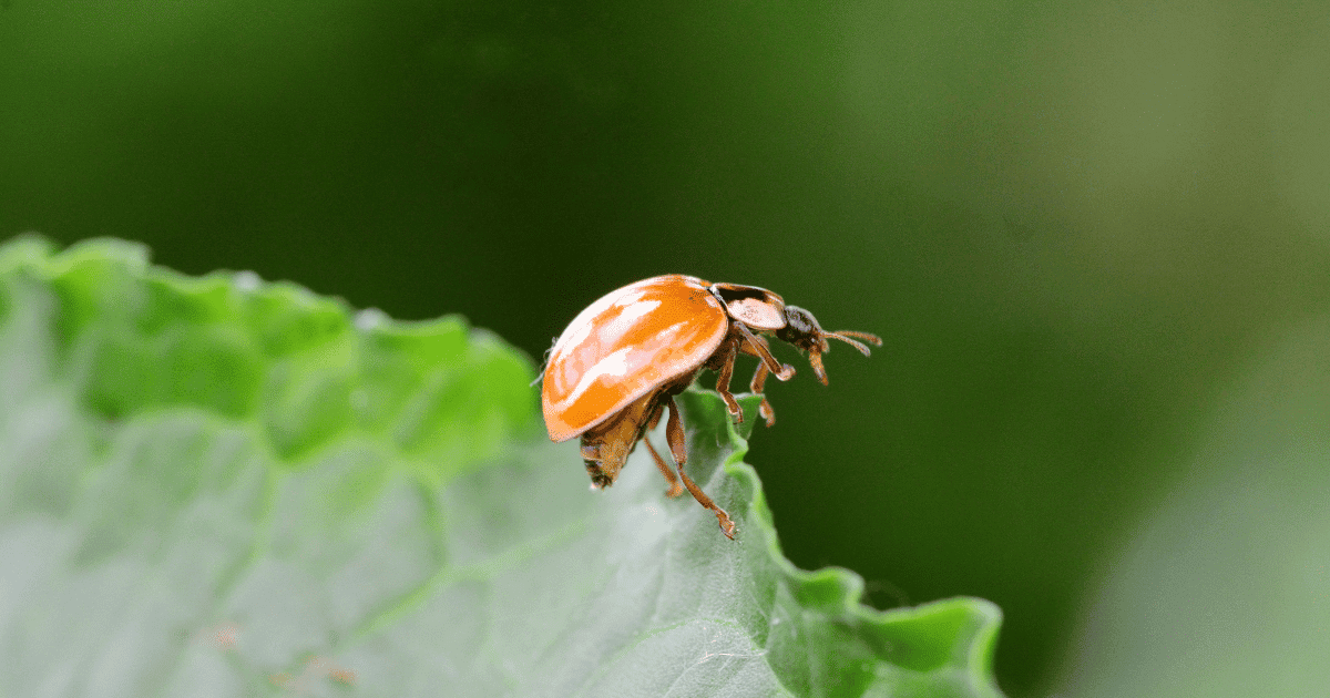 Do Ladybugs Eat Bed Bugs?